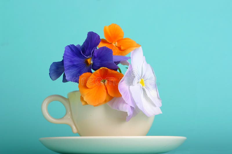 Colorful spring pansies in teacup and saucer,. Colorful spring pansies in teacup and saucer,