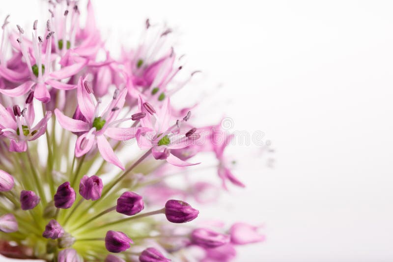Het boeket van verse de lentebloemen, kleine lelie bloeit, decoratieve die uiballen, op een witte achtergrond worden geïsoleerd stock foto Het boeket van verse de lentebloemen, kleine lelie bloeit, decoratieve die uiballen, op een witte achtergrond worden geïsoleerd stock foto