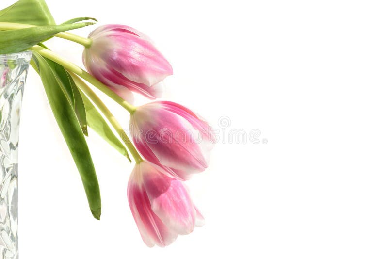 Het boeket witte achtergrond van tulpen roze bloemen stock foto's Het boeket witte achtergrond van tulpen roze bloemen stock foto's