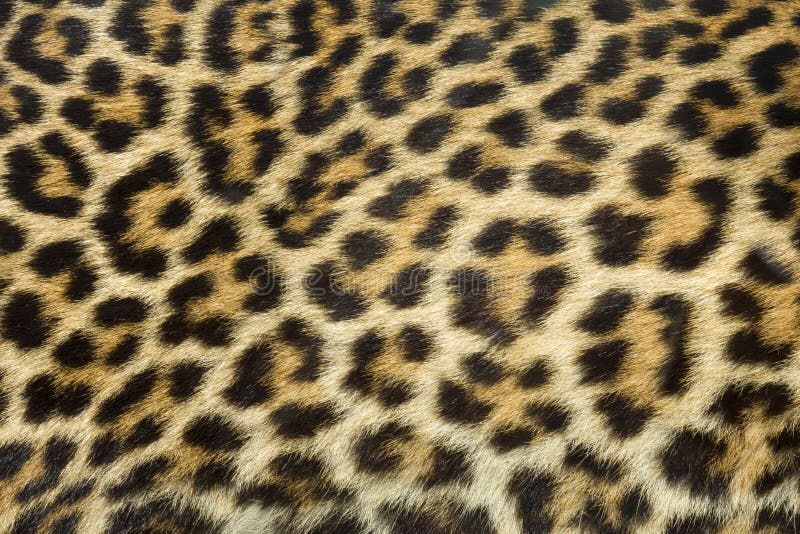 Het bonttextuur van de luipaard