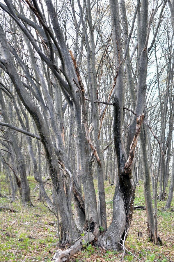 In het bos groeiende hornbeenbomen royalty-vrije stock fotografie