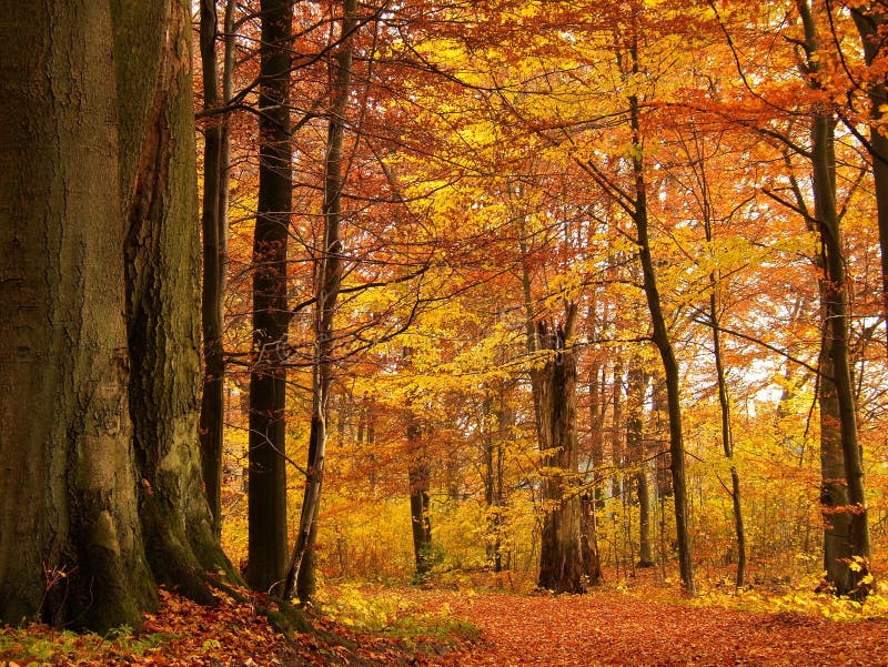 Herfstbos stock foto's
