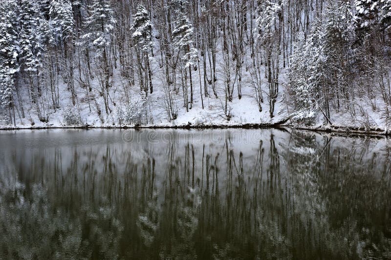 Winterbos royalty-vrije stock afbeelding