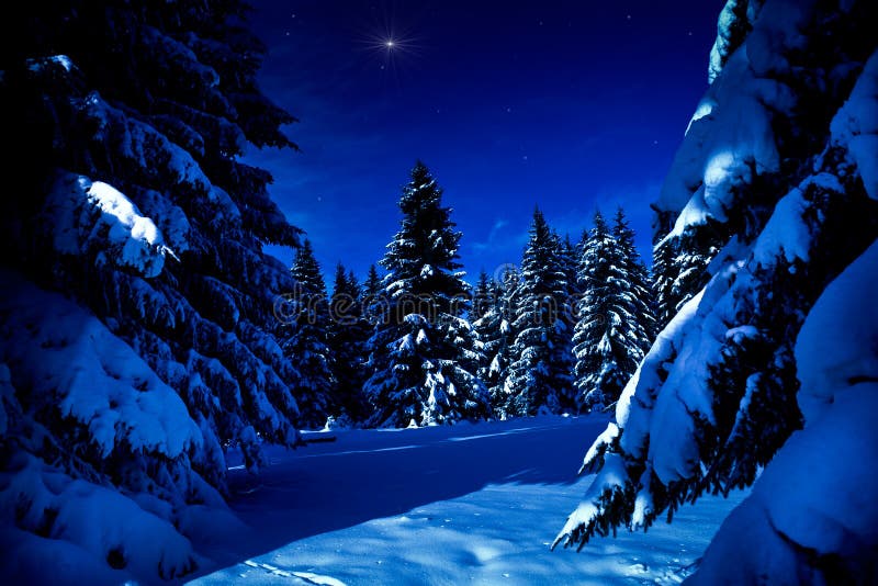 Winterbos bij nacht royalty-vrije stock foto