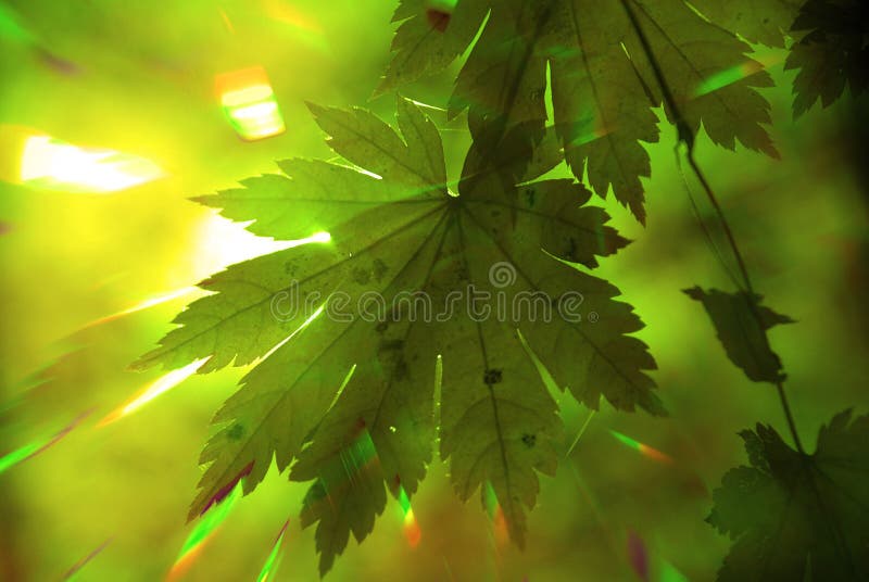 Het bos van de zomer, regenboogstralen royalty-vrije stock afbeelding Het bos van de zomer, regenboogstralen royalty-vrije stock afbeelding