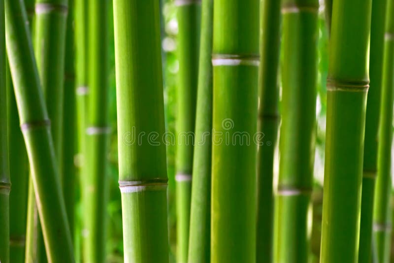 Het bos van het bamboe