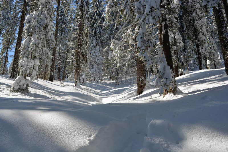 Het boslandschap van de de winterspar Sparrenboomstammen en takken met sneeuw worden behandeld die Skispoor door een sneeuwbos royalty-vrije stock afbeelding Het boslandschap van de de winterspar Sparrenboomstammen en takken met sneeuw worden behandeld die Skispoor door een sneeuwbos royalty-vrije stock afbeelding