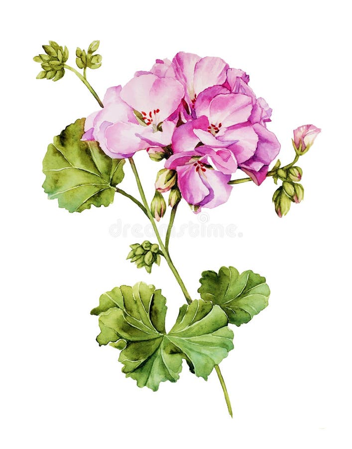 Het botanische waterverf schilderen met Geraniumbloem stock illustratie Het botanische waterverf schilderen met Geraniumbloem stock illustratie