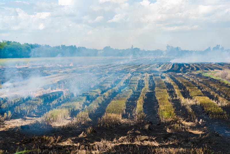 Het branden in rijst om een nieuw het planten seizoen te beginnen royalty-vrije stock afbeelding Het branden in rijst om een nieuw het planten seizoen te beginnen royalty-vrije stock afbeelding