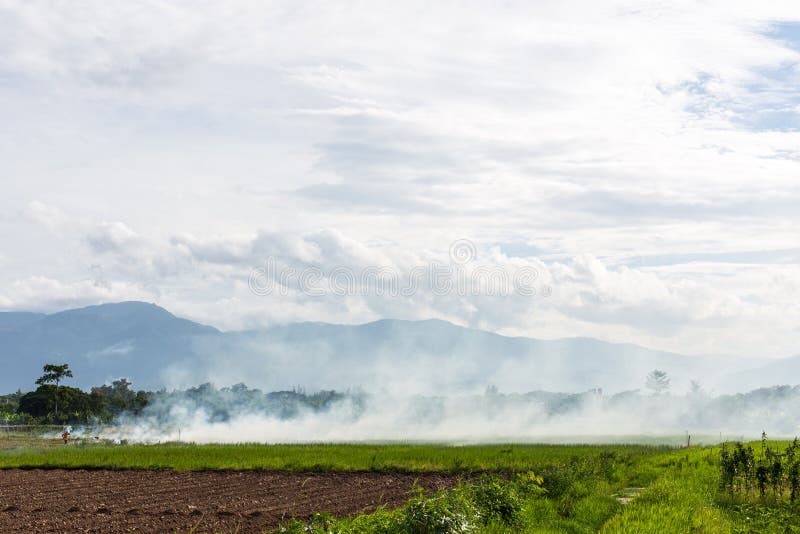 Het branden van het brandende stro van het rijststoppelveld in rijstlandbouwers in Thailan stock afbeeldingen Het branden van het brandende stro van het rijststoppelveld in rijstlandbouwers in Thailan stock afbeeldingen