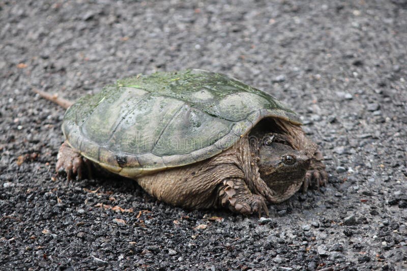 Het breken serpentina van Schildpadchelydra stock afbeelding Het breken serpentina van Schildpadchelydra stock afbeelding