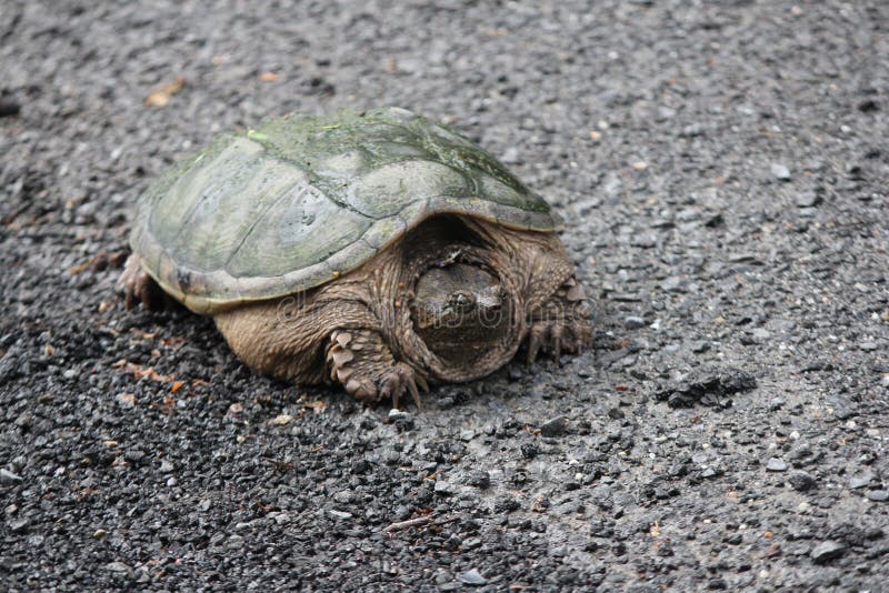 Het breken serpentina van Schildpadchelydra stock afbeelding Het breken serpentina van Schildpadchelydra stock afbeelding