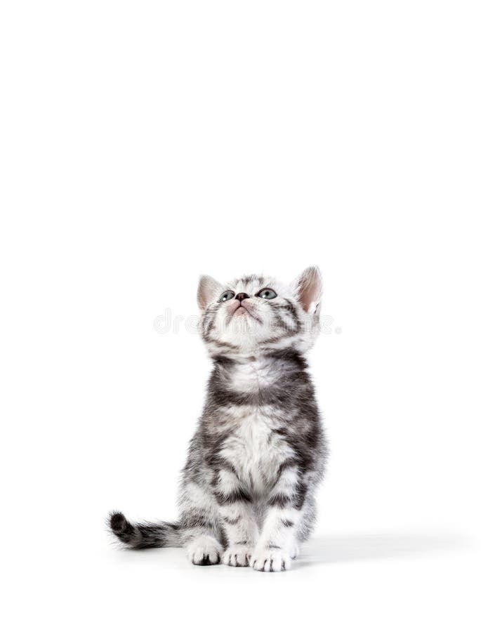 Het Britse korte geïsoleerde katje van de haar zilveren gestreepte kat stock afbeelding Het Britse korte geïsoleerde katje van de haar zilveren gestreepte kat stock afbeelding