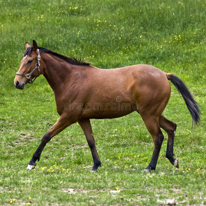 potlood weer Doe voorzichtig Het Bruine Paard Van Het Kwart Stock Afbeelding - Image of verzacht,  buiten: 5331253