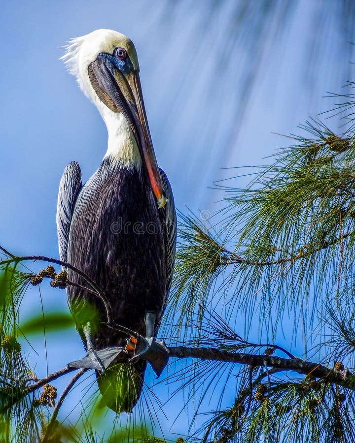 Het bruine Pelikaan roosting boven een zoetwatermeer royalty-vrije stock afbeeldingen Het bruine Pelikaan roosting boven een zoetwatermeer royalty-vrije stock afbeeldingen