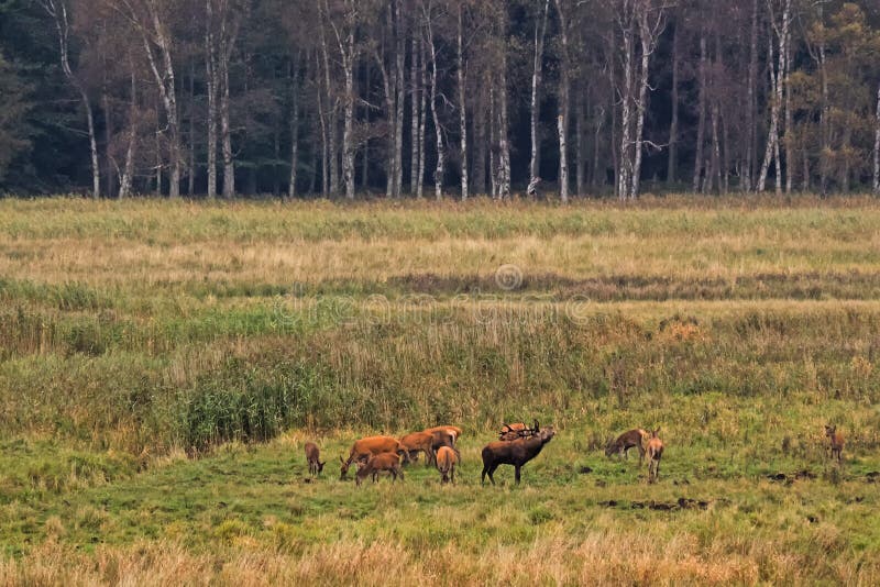 Het brullende rode hert met doet bij opheldering in het bos in Oostelijk Duitsland royalty-vrije stock foto Het brullende rode hert met doet bij opheldering in het bos in Oostelijk Duitsland royalty-vrije stock foto
