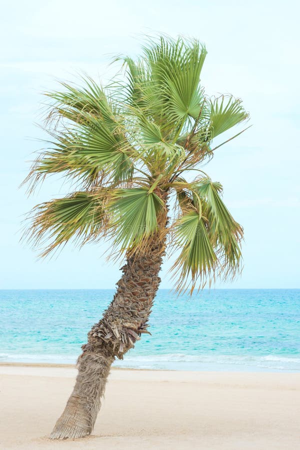 Het buigende Palm Groeien op het Strand Fijne Witte Zand Turkooise Overzeese Blauwe Hemel Zachte pastelkleuren Tropische Vakantie royalty-vrije stock afbeeldingen Het buigende Palm Groeien op het Strand Fijne Witte Zand Turkooise Overzeese Blauwe Hemel Zachte pastelkleuren Tropische Vakantie royalty-vrije stock afbeeldingen