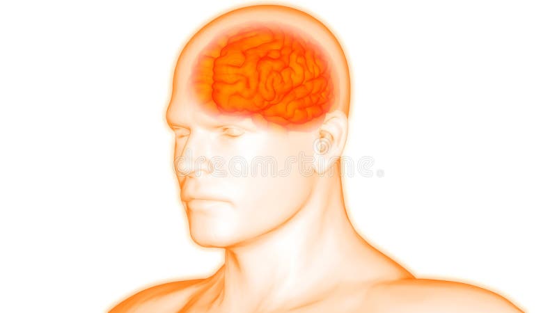 Het Centrale Orgaan van menselijk Lichaamsorganen van Brain Anatomy royalty-vrije illustratie Het Centrale Orgaan van menselijk Lichaamsorganen van Brain Anatomy royalty-vrije illustratie