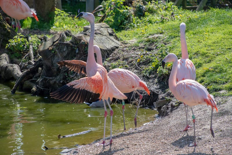 Het Chileense Flamingo genieten die in de zon zijn royalty-vrije stock fotografie Het Chileense Flamingo genieten die in de zon zijn royalty-vrije stock fotografie