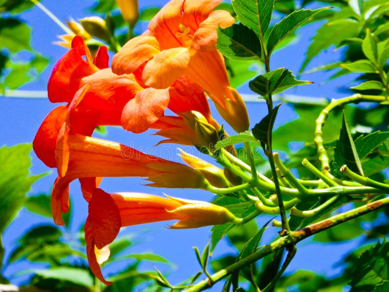 Chinese trumpet creeper flowers blooming in summer in Shanghai park China on a sunny day . Chinese trumpet creeper flowers blooming in summer in Shanghai park China on a sunny day .