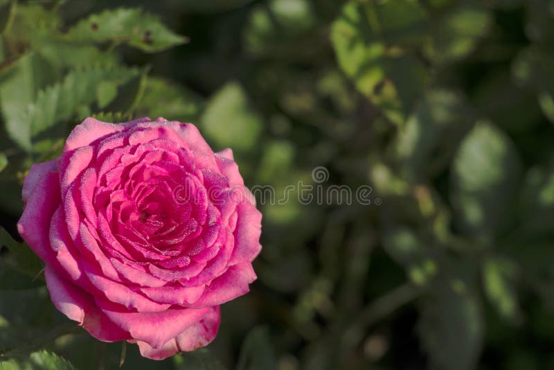 Closeup detail of one pink rose on the left with green leaves on background. Natural flower pattern with copy space for text small tiny roses love passion tenderness flora plant bloom blossom macro colorful outdoor blooming season petal spring landscape flowers beautiful summer nature field floral wild beauty vivid scenery sun growth sunlight close-up backgrounds woman female feminine day. Closeup detail of one pink rose on the left with green leaves on background. Natural flower pattern with copy space for text small tiny roses love passion tenderness flora plant bloom blossom macro colorful outdoor blooming season petal spring landscape flowers beautiful summer nature field floral wild beauty vivid scenery sun growth sunlight close-up backgrounds woman female feminine day