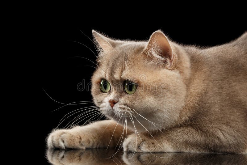 Het close-upportret Britse Cat Gold Chinchilla, in Profiel, isoleerde Zwarte stock afbeelding Het close-upportret Britse Cat Gold Chinchilla, in Profiel, isoleerde Zwarte stock afbeelding