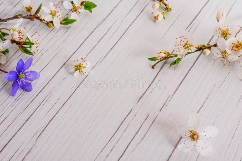 Het concept van de de lentetijd, Pasen, bloemenachtergrond royalty-vrije stock afbeelding Het concept van de de lentetijd, Pasen, bloemenachtergrond royalty-vrije stock afbeelding