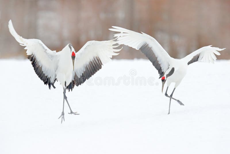 Het dansen paar van rood-Bekroonde kraan met open vleugel tijdens de vlucht, met sneeuwonweer, Hokkaido, Japan Vogel in vlieg, de