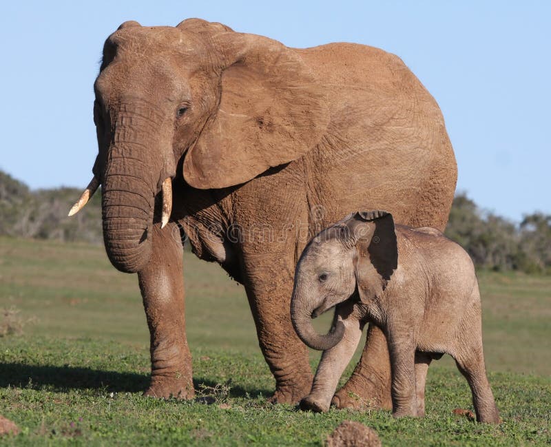 Het de Afrikaanse Baby en Mamma van de Olifant