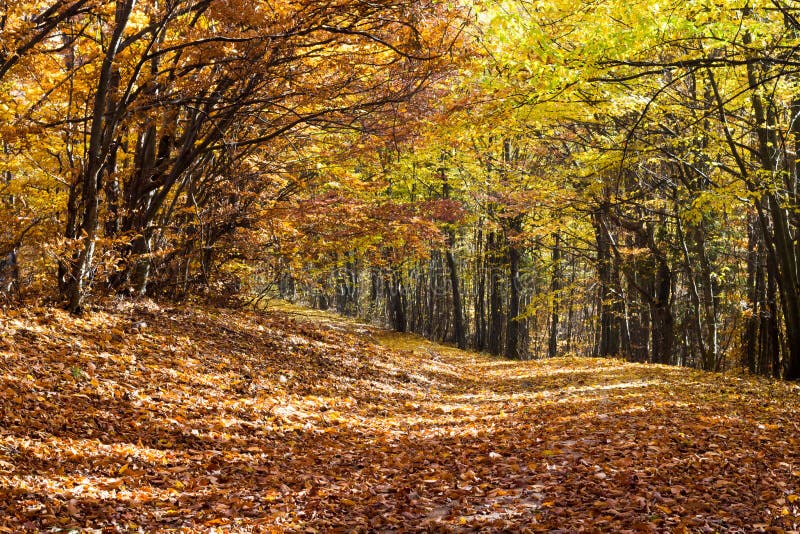 Het de herfstbos, de bomen en de bladeren vielen stock afbeeldingen Het de herfstbos, de bomen en de bladeren vielen stock afbeeldingen