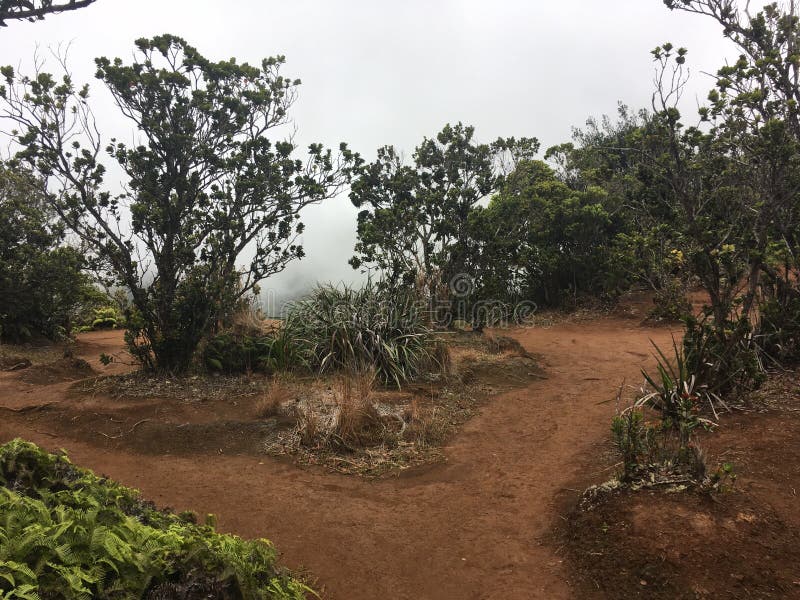 Het de installatieleven van Kauai bij Kokee-park in Waimea-Canion royalty-vrije stock afbeeldingen Het de installatieleven van Kauai bij Kokee-park in Waimea-Canion royalty-vrije stock afbeeldingen