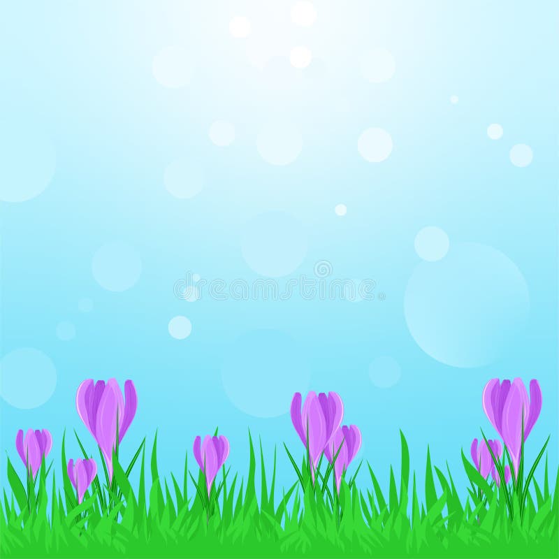 Het de lentelandschap met groen gras met de purpere lente bloeit en blauwe hemel met zonbezinningen Krokus in de de lentezonnesch royalty-vrije illustratie Het de lentelandschap met groen gras met de purpere lente bloeit en blauwe hemel met zonbezinningen Krokus in de de lentezonnesch royalty-vrije illustratie