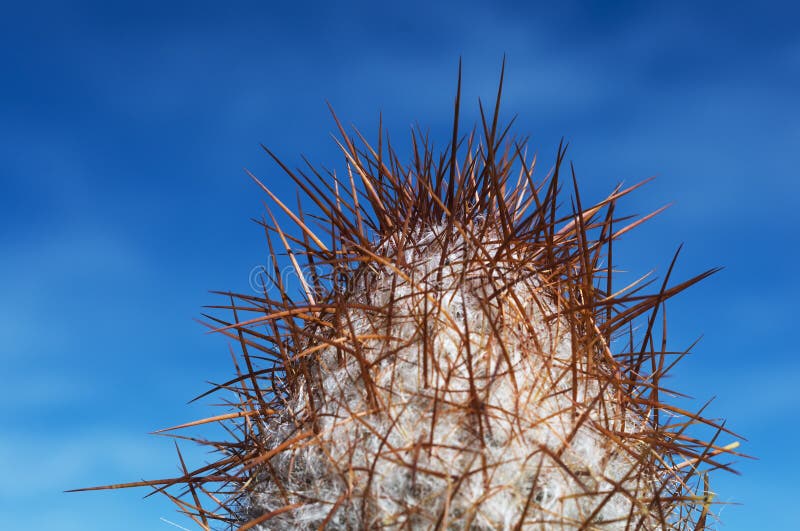 Het detail van de cactus stock afbeelding