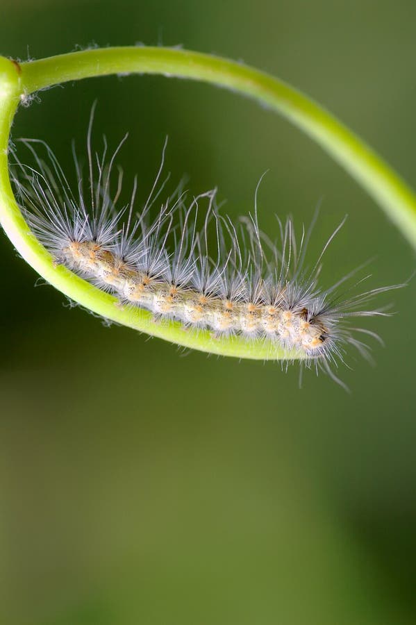Het detail van de rupsband stock foto. Image of rupsbanden 1016218