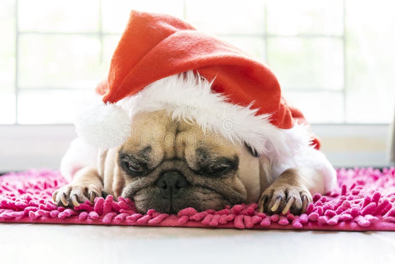 Het dichtbijzijnde gezicht van een schattige, liegende puppy dog in kersthoed Pug met xmas kostuum slaapt op de vloer in vakluie stock foto Het dichtbijzijnde gezicht van een schattige, liegende puppy dog in kersthoed Pug met xmas kostuum slaapt op de vloer in vakluie stock foto