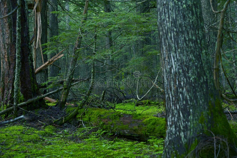 Deep Montana Forest - Montana Photo Collection. Mossy Forest Wilderness Landscape Photography. Deep Montana Forest - Montana Photo Collection. Mossy Forest Wilderness Landscape Photography