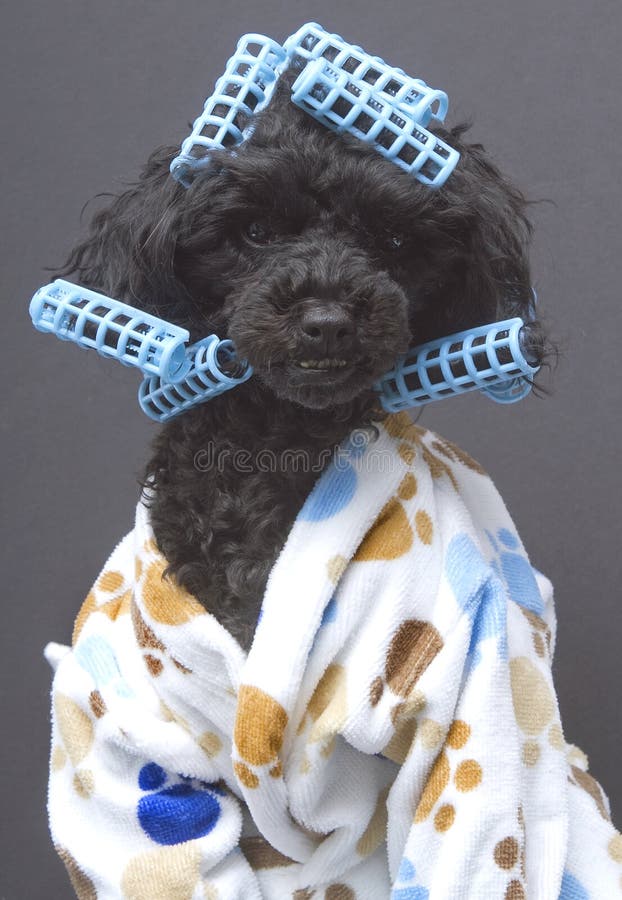 A poodle wearing blue curlers and a white terry cloth bathrobe with paw prints. A poodle wearing blue curlers and a white terry cloth bathrobe with paw prints.