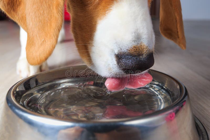 Het drinkwater van de brakhond stock afbeelding Het drinkwater van de brakhond stock afbeelding