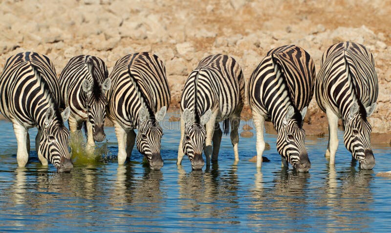 Het drinkwater van Zebras van vlaktes