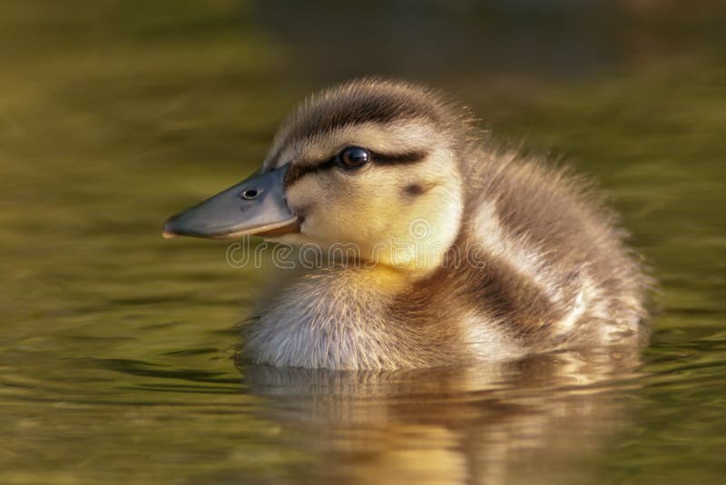 Het Eendje van de wilde eend stock fotografie Het Eendje van de wilde eend stock fotografie