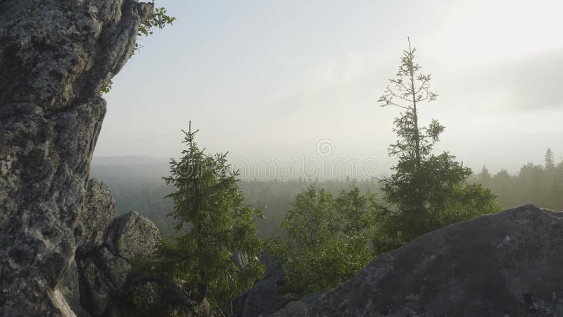 Het eenzame boom hangen van rotsen in de bergen Landschap met rots in bos bij zonsondergang Massieve rotsen en mening aan