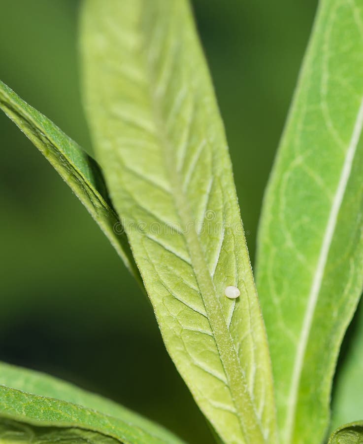 Het ei van de monarchvlinder milkweed blad royalty-vrije stock fotografie Het ei van de monarchvlinder milkweed blad royalty-vrije stock fotografie