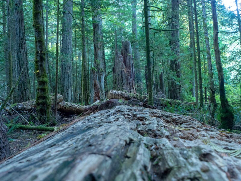 Het eilandbos van Vancouver stock afbeeldingen Het eilandbos van Vancouver stock afbeeldingen