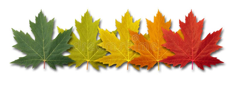 Autumn border element Leaves with five maple leaf foliage arranged in a colored seasonal themed concept as a symbol of the fall transition and change in weather on a white background. Autumn border element Leaves with five maple leaf foliage arranged in a colored seasonal themed concept as a symbol of the fall transition and change in weather on a white background.