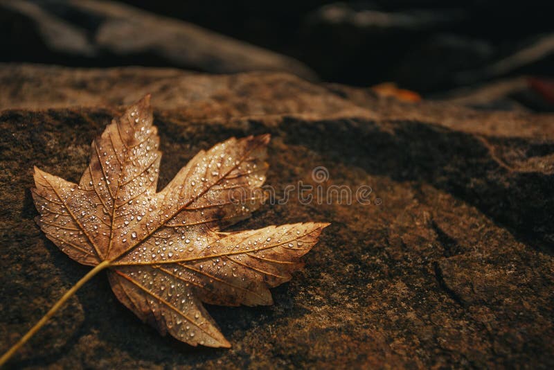 Het esdoornblad is behandeld met dalingen van dauw op een steen De achtergrond van de herfst Rode en oranje het bladclose-up van