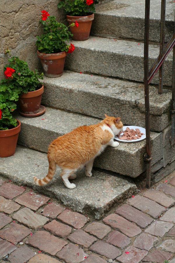Het eten van de kat royalty-vrije stock afbeelding Het eten van de kat royalty-vrije stock afbeelding