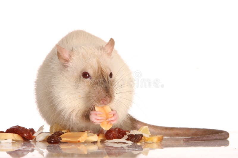 Het Eten Van De Rat Van Het Huisdier Stock Afbeelding Image of
