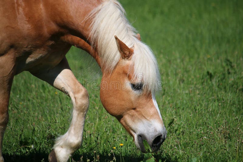 Het eten van haflinger paard stock afbeelding Het eten van haflinger paard stock afbeelding