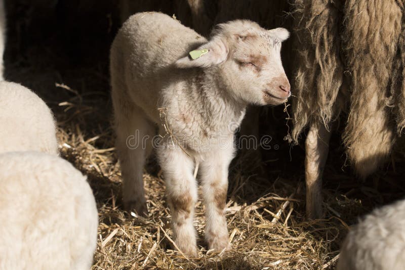 Het eten van het lam stock fotografie Het eten van het lam stock fotografie