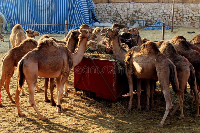 Het eten van kamelen in het bedouin-dorp in de woestijn van Israël royalty-vrije stock fotografie Het eten van kamelen in het bedouin-dorp in de woestijn van Israël royalty-vrije stock fotografie